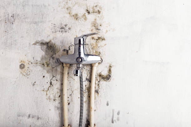 Best Emergency Mold Removal  in Diamond Springs, CA