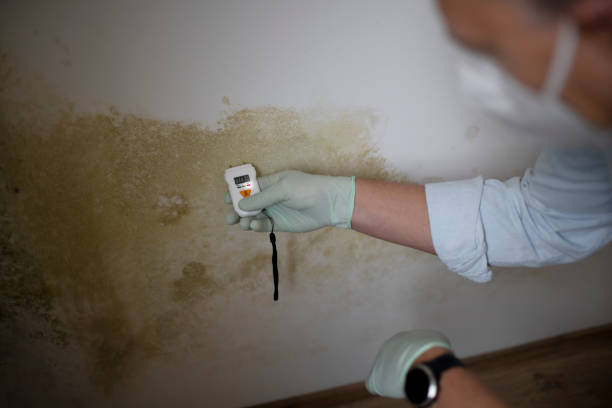 Best Commercial Mold Removal  in Diamond Springs, CA