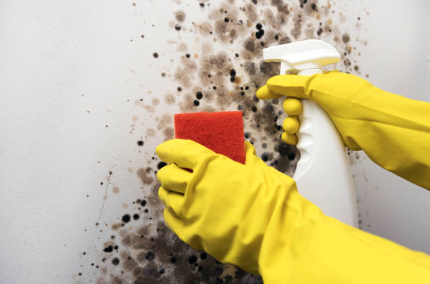 Professional Mold Removal in Diamond Springs, CA