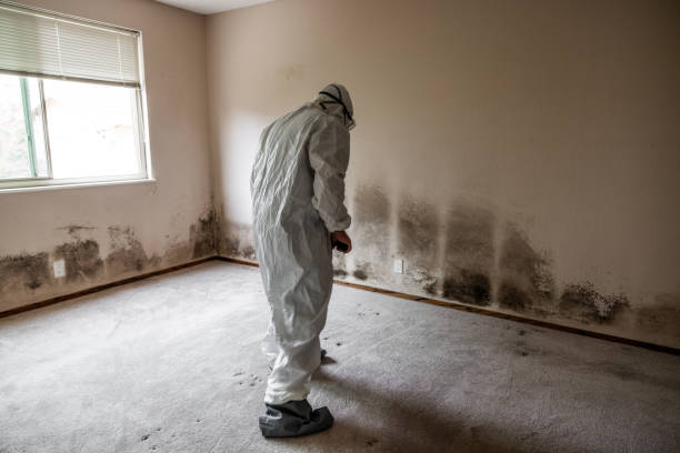 Best Mold Remediation Experts  in Diamond Springs, CA