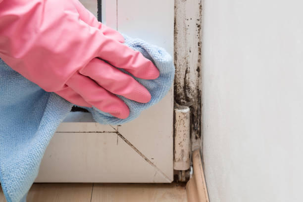Certified Mold Removal in Diamond Springs, CA