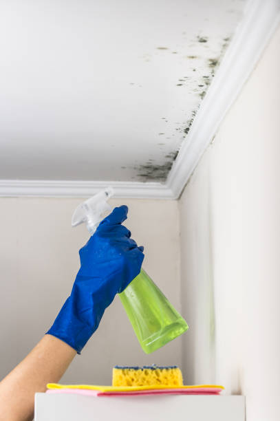 Best Toxic Mold Removal  in Diamond Springs, CA