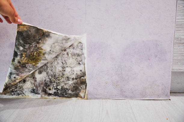 Best Residential Mold Removal  in Diamond Springs, CA